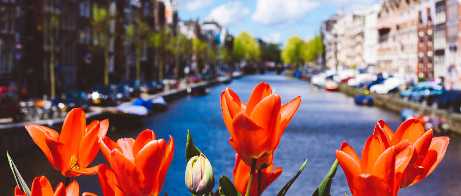 Tulpen op brug van gracht in Amsterdam