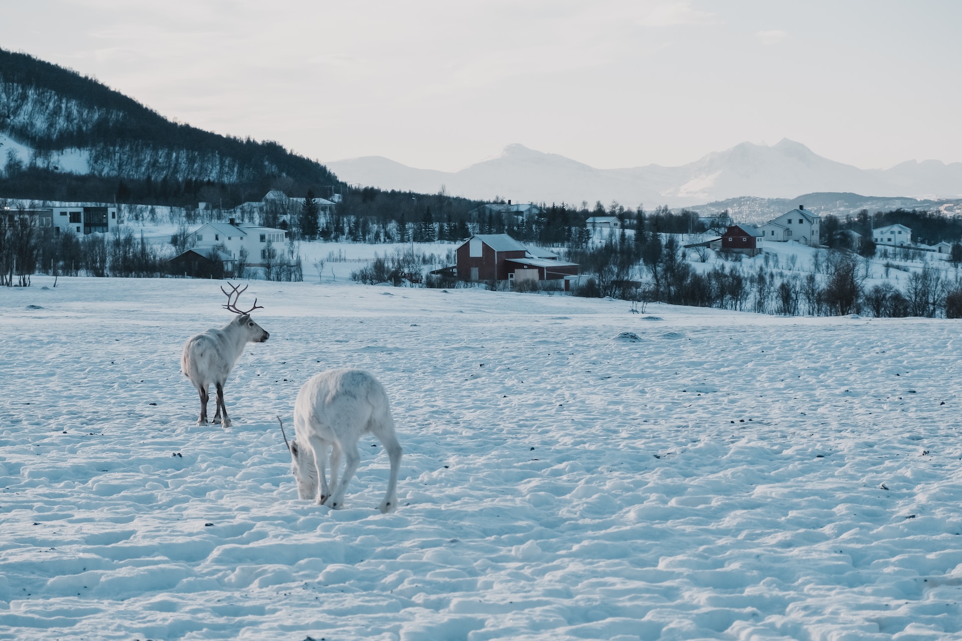 Reindeers finland snow