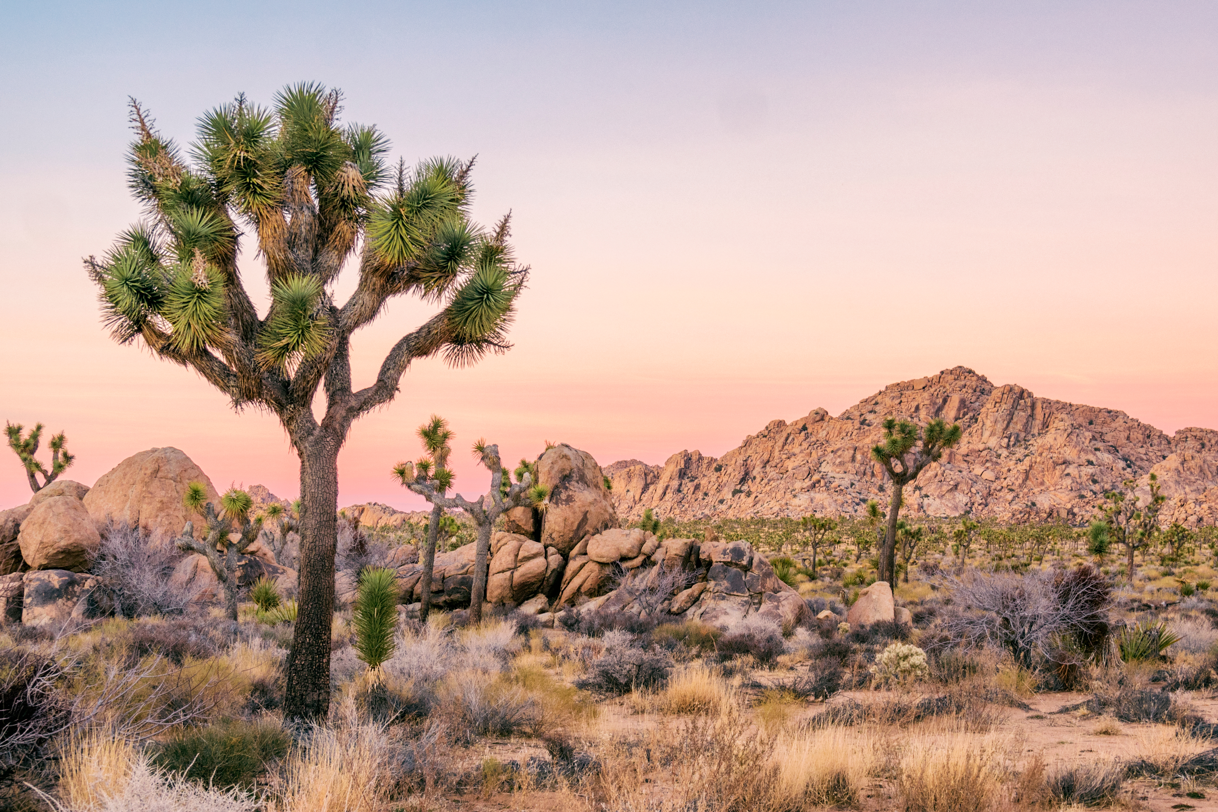 Joshua tree USA travel