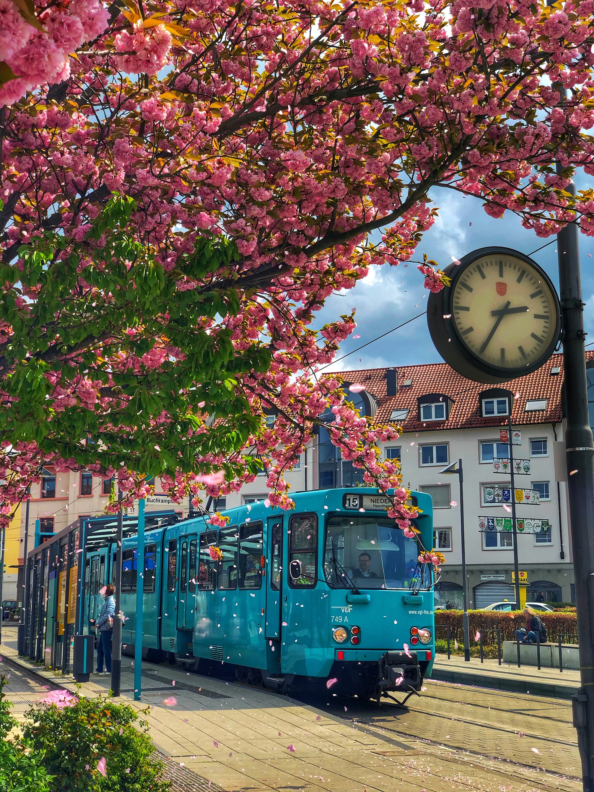 Frankfurter Tram waehrend der Kirschbluetenzeit