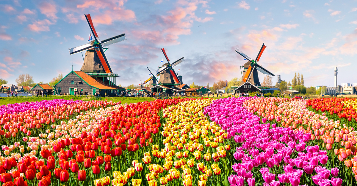 Netherlands Tulips