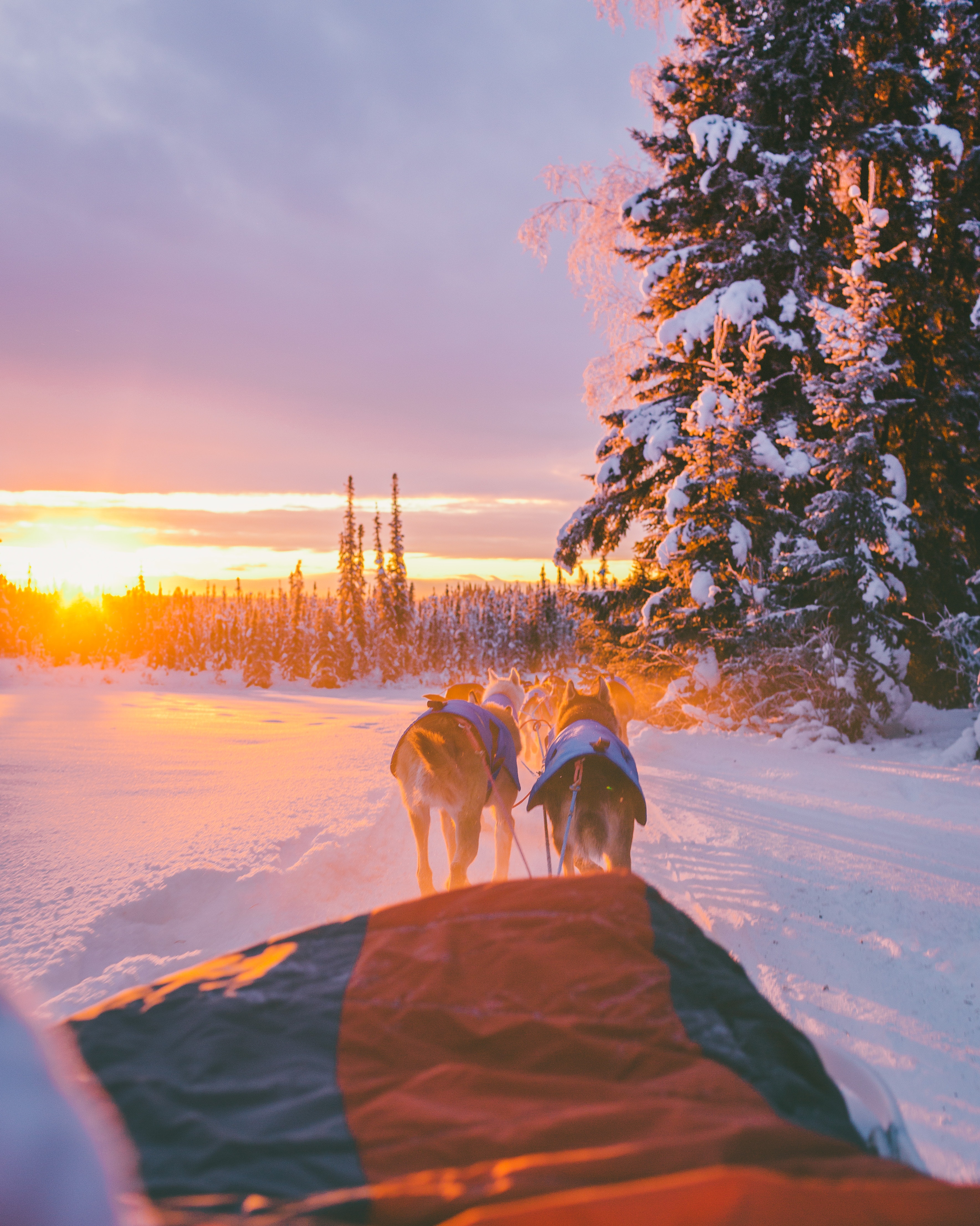 Släde bakom hundspann.